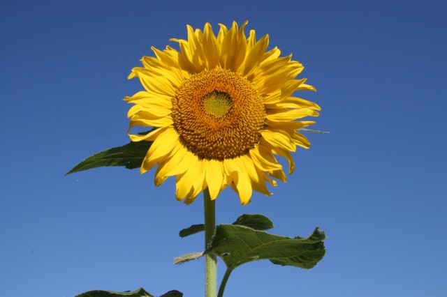 sunflower1