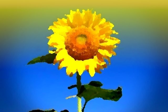 sunflower2