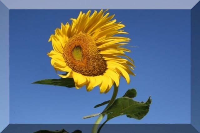 sunflower-twisted